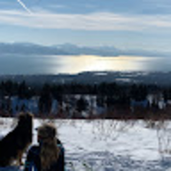 Meet your Posher, Daisy - Picture 1 of 1